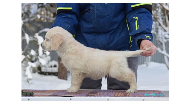 Щенки папийона (папильона) в питомнике Бон Плезир Щенки папийона (папильона) в питомнике Бон Плезир