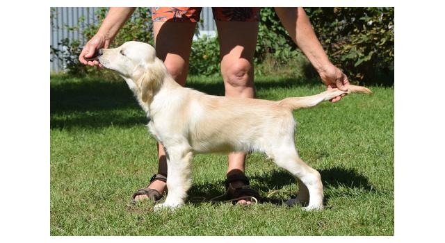 Щенки папийона (папильона) в питомнике Бон Плезир Щенки папийона (папильона) в питомнике Бон Плезир