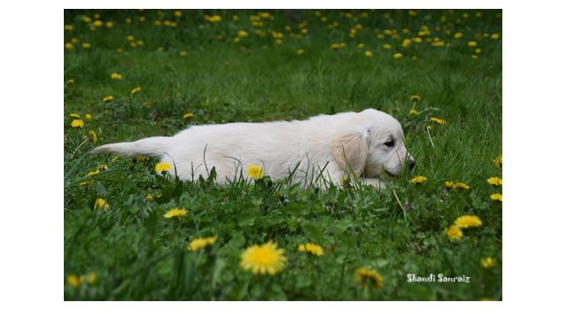 Puppies of papillon in Bon Plaisir Kennel Puppies of papillon in Bon Plaisir Kennel