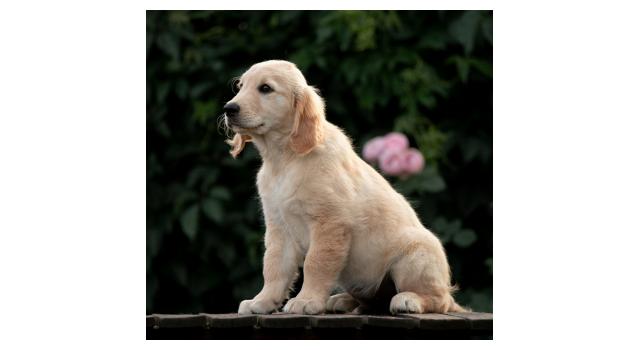 Щенки папийона (папильона) в питомнике Бон Плезир Щенки папийона (папильона) в питомнике Бон Плезир