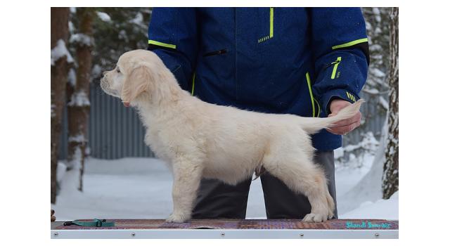 Щенки папийона (папильона) в питомнике Бон Плезир Щенки папийона (папильона) в питомнике Бон Плезир