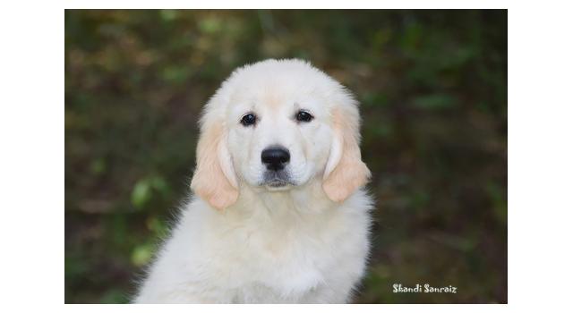 Щенки папийона (папильона) в питомнике Бон Плезир Щенки папийона (папильона) в питомнике Бон Плезир