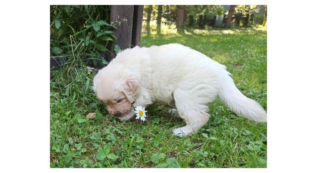 Щенки папийона (папильона) в питомнике Бон Плезир Щенки папийона (папильона) в питомнике Бон Плезир