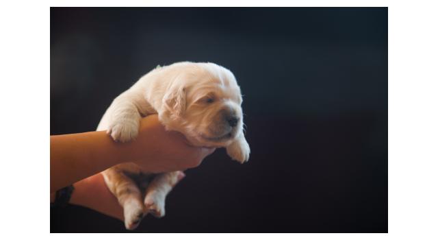 Щенки папийона (папильона) в питомнике Бон Плезир Щенки папийона (папильона) в питомнике Бон Плезир
