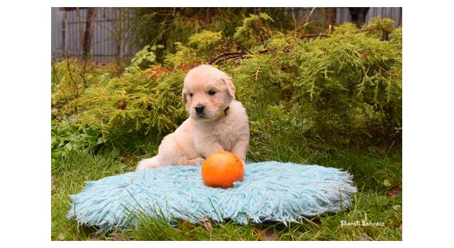 Щенки папийона (папильона) в питомнике Бон Плезир Щенки папийона (папильона) в питомнике Бон Плезир