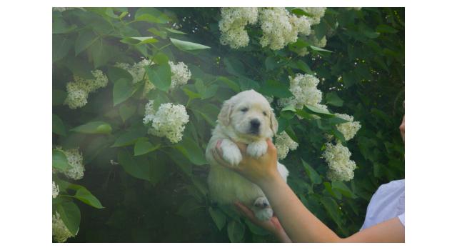 Щенки папийона (папильона) в питомнике Бон Плезир Щенки папийона (папильона) в питомнике Бон Плезир