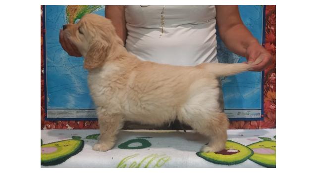 Щенки папийона (папильона) в питомнике Бон Плезир Щенки папийона (папильона) в питомнике Бон Плезир