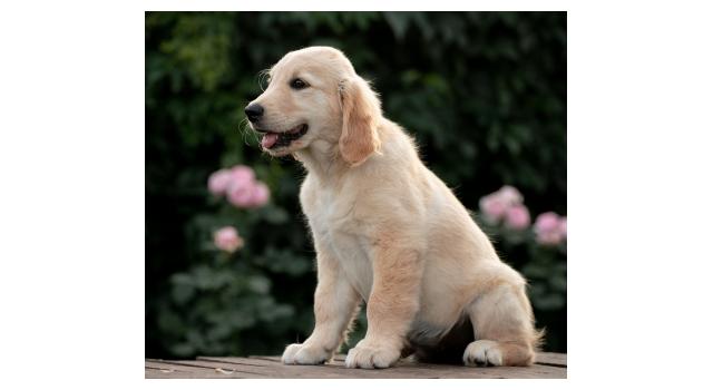Щенки папийона (папильона) в питомнике Бон Плезир Щенки папийона (папильона) в питомнике Бон Плезир