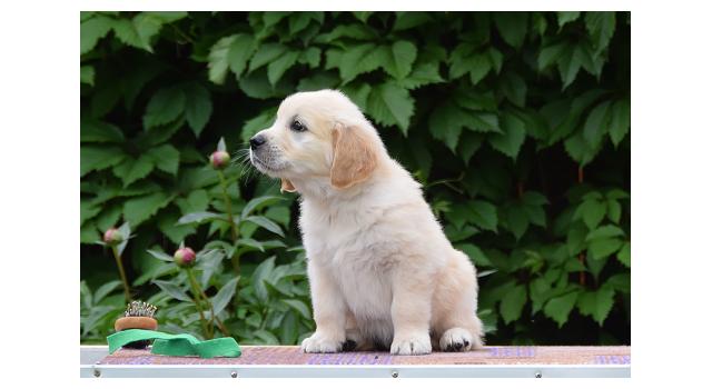 Щенки папийона (папильона) в питомнике Бон Плезир Щенки папийона (папильона) в питомнике Бон Плезир
