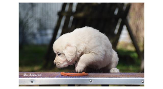 Puppies of papillon in Bon Plaisir Kennel Puppies of papillon in Bon Plaisir Kennel