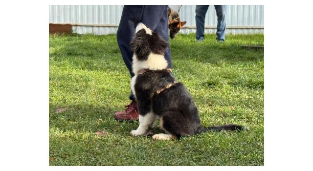 Щенки папийона (папильона) в питомнике Бон Плезир Щенки папийона (папильона) в питомнике Бон Плезир