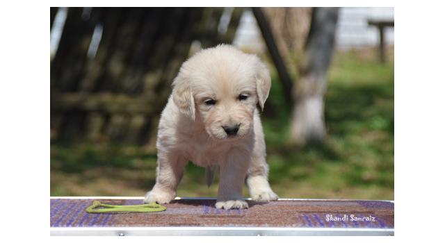 Puppies of papillon in Bon Plaisir Kennel Puppies of papillon in Bon Plaisir Kennel
