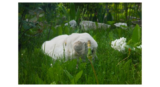 Щенки папийона (папильона) в питомнике Бон Плезир Щенки папийона (папильона) в питомнике Бон Плезир