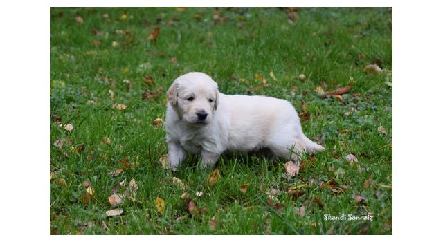 Щенки папийона (папильона) в питомнике Бон Плезир Щенки папийона (папильона) в питомнике Бон Плезир