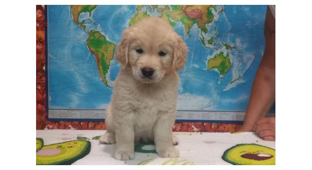 Щенки папийона (папильона) в питомнике Бон Плезир Щенки папийона (папильона) в питомнике Бон Плезир