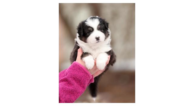 Щенки папийона (папильона) в питомнике Бон Плезир Щенки папийона (папильона) в питомнике Бон Плезир