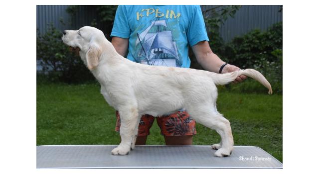 Puppies of papillon in Bon Plaisir Kennel Puppies of papillon in Bon Plaisir Kennel