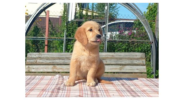 Щенки папийона (папильона) в питомнике Бон Плезир Щенки папийона (папильона) в питомнике Бон Плезир