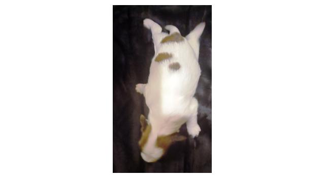 Щенки папийона (папильона) в питомнике Бон Плезир Щенки папийона (папильона) в питомнике Бон Плезир