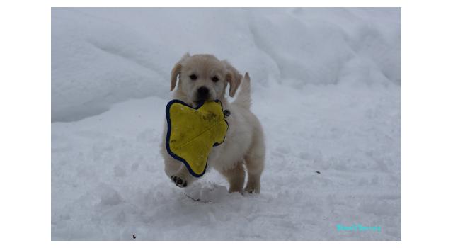 Щенки папийона (папильона) в питомнике Бон Плезир Щенки папийона (папильона) в питомнике Бон Плезир