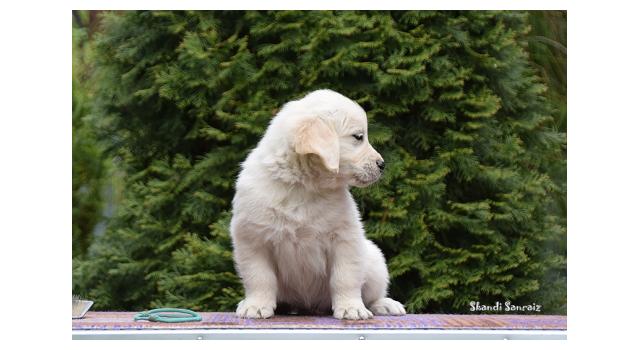 Puppies of papillon in Bon Plaisir Kennel Puppies of papillon in Bon Plaisir Kennel