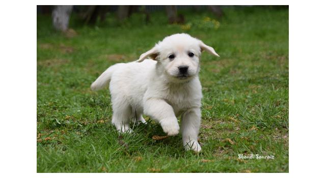 Puppies of papillon in Bon Plaisir Kennel Puppies of papillon in Bon Plaisir Kennel