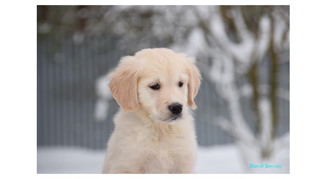Щенки папийона (папильона) в питомнике Бон Плезир Щенки папийона (папильона) в питомнике Бон Плезир