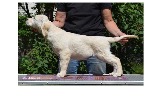 Puppies of papillon in Bon Plaisir Kennel Puppies of papillon in Bon Plaisir Kennel
