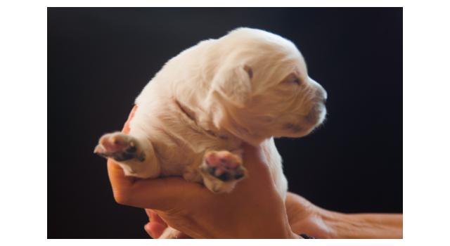 Щенки папийона (папильона) в питомнике Бон Плезир Щенки папийона (папильона) в питомнике Бон Плезир