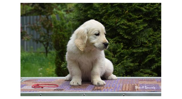 Puppies of papillon in Bon Plaisir Kennel Puppies of papillon in Bon Plaisir Kennel