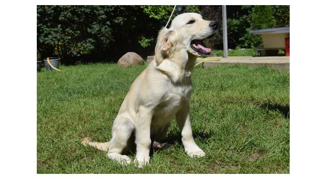 Щенки папийона (папильона) в питомнике Бон Плезир Щенки папийона (папильона) в питомнике Бон Плезир