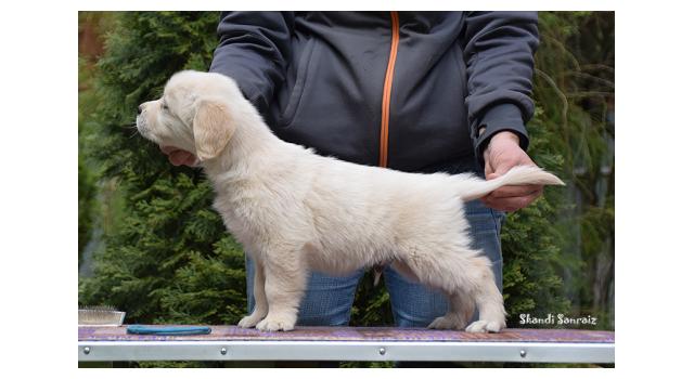 Puppies of papillon in Bon Plaisir Kennel Puppies of papillon in Bon Plaisir Kennel