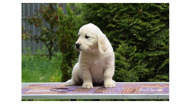Puppies of papillon in Bon Plaisir Kennel Puppies of papillon in Bon Plaisir Kennel