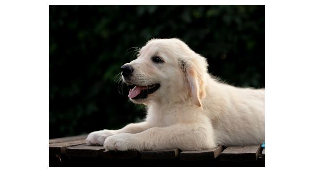 Щенки папийона (папильона) в питомнике Бон Плезир Щенки папийона (папильона) в питомнике Бон Плезир