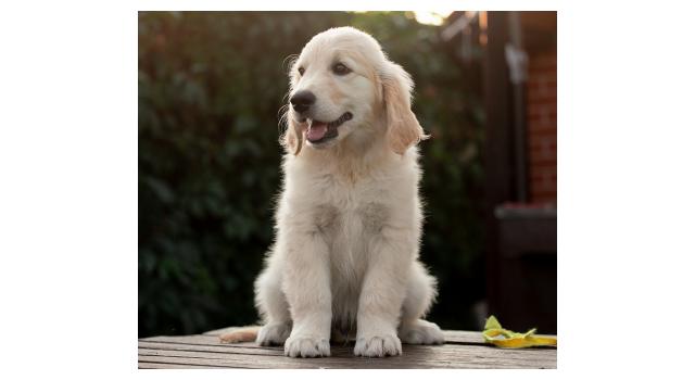 Щенки папийона (папильона) в питомнике Бон Плезир Щенки папийона (папильона) в питомнике Бон Плезир