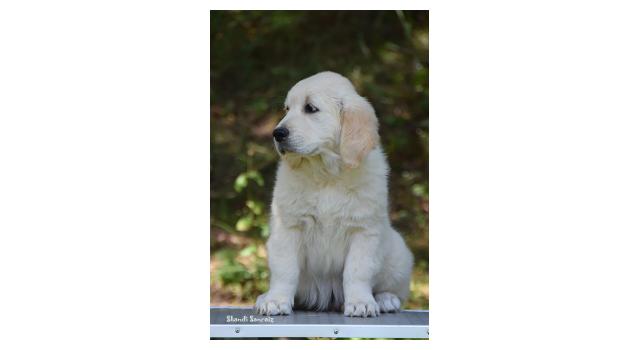 Щенки папийона (папильона) в питомнике Бон Плезир Щенки папийона (папильона) в питомнике Бон Плезир