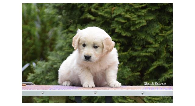 Щенки папийона (папильона) в питомнике Бон Плезир Щенки папийона (папильона) в питомнике Бон Плезир
