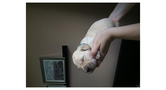 Щенки папийона (папильона) в питомнике Бон Плезир Щенки папийона (папильона) в питомнике Бон Плезир