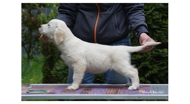Puppies of papillon in Bon Plaisir Kennel Puppies of papillon in Bon Plaisir Kennel