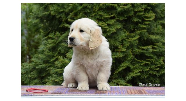 Puppies of papillon in Bon Plaisir Kennel Puppies of papillon in Bon Plaisir Kennel