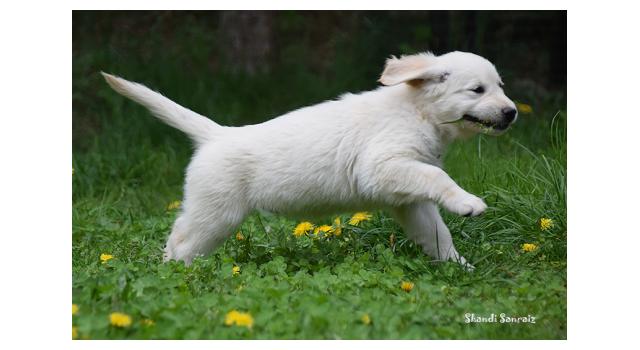 Puppies of papillon in Bon Plaisir Kennel Puppies of papillon in Bon Plaisir Kennel