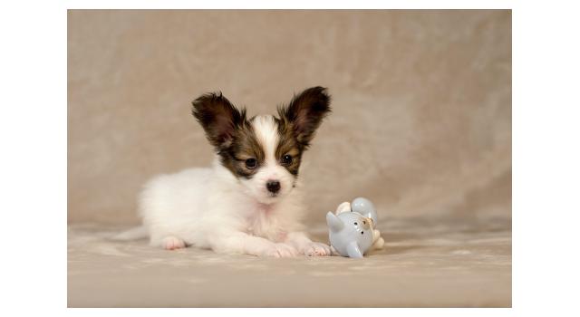 Щенки папийона (папильона) в питомнике Бон Плезир Щенки папийона (папильона) в питомнике Бон Плезир