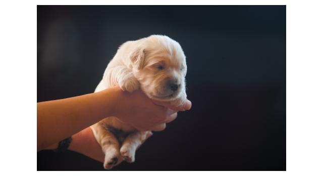 Щенки папийона (папильона) в питомнике Бон Плезир Щенки папийона (папильона) в питомнике Бон Плезир