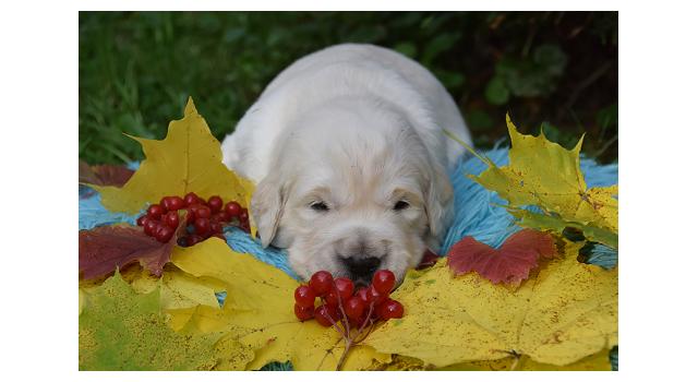 Щенки папийона (папильона) в питомнике Бон Плезир Щенки папийона (папильона) в питомнике Бон Плезир