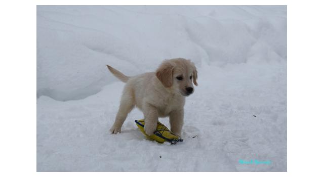 Щенки папийона (папильона) в питомнике Бон Плезир Щенки папийона (папильона) в питомнике Бон Плезир