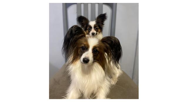 Щенки папийона (папильона) в питомнике Бон Плезир Щенки папийона (папильона) в питомнике Бон Плезир