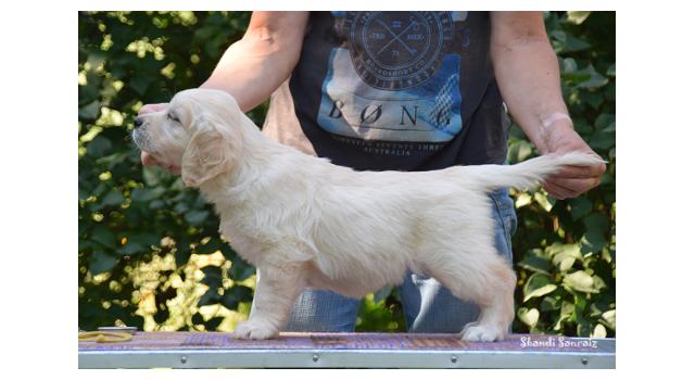 Щенки папийона (папильона) в питомнике Бон Плезир Щенки папийона (папильона) в питомнике Бон Плезир