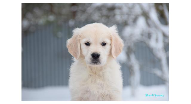 Щенки папийона (папильона) в питомнике Бон Плезир Щенки папийона (папильона) в питомнике Бон Плезир