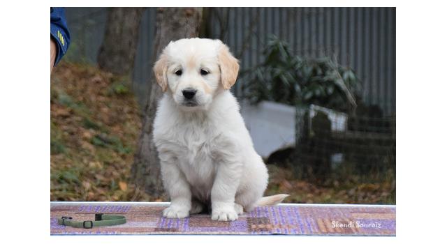 Щенки папийона (папильона) в питомнике Бон Плезир Щенки папийона (папильона) в питомнике Бон Плезир
