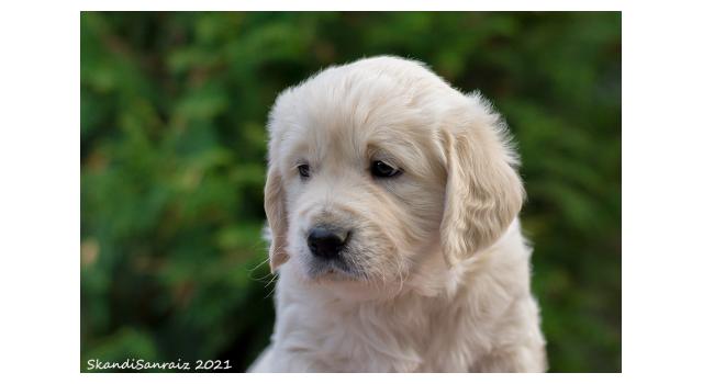 Щенки папийона (папильона) в питомнике Бон Плезир Щенки папийона (папильона) в питомнике Бон Плезир